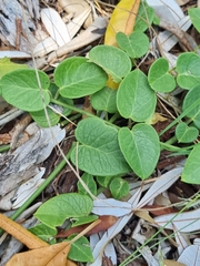Vincetoxicum polyanthum