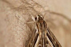 Hippotion celerio