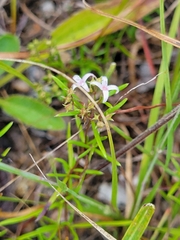 Stenaria nigricans