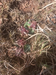 Ledebouria ovatifolia