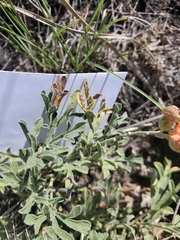 Sphaeralcea coccinea