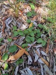Vincetoxicum polyanthum