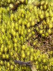 Pseudocrossidium crinitum