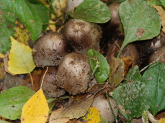 Coprinopsis