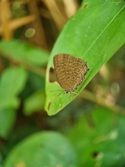 Arhopala pseudomuta