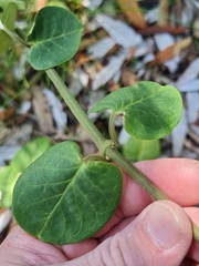 Vincetoxicum polyanthum