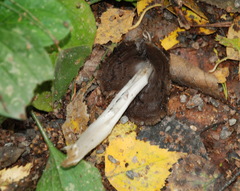Coprinopsis