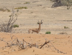 Gazella arabica