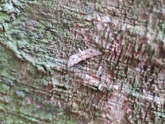 Sufetula