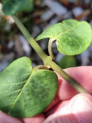 Vincetoxicum polyanthum