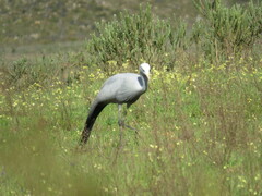 Anthropoides paradiseus