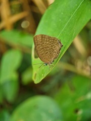 Arhopala pseudomuta