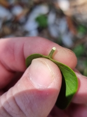 Vincetoxicum polyanthum