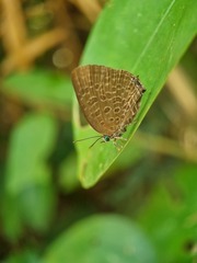 Arhopala pseudomuta