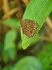 Arhopala pseudomuta