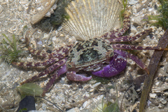 Metopograpsus