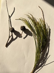 Allocasuarina diminuta