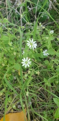 Stellaria aquatica