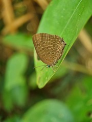 Arhopala pseudomuta