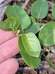Vincetoxicum polyanthum