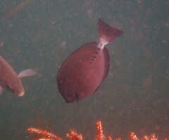 Prionurus microlepidotus