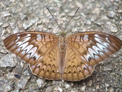 Tanaecia pelea