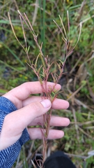 Epilobium palustre