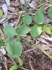 Vincetoxicum polyanthum