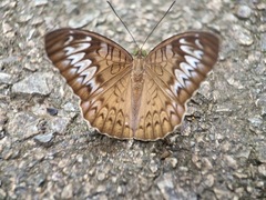 Tanaecia pelea