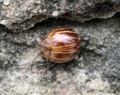 Bothrocalvia albolineata