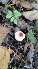 Chlorophyllum rhacodes
