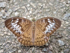 Tanaecia pelea