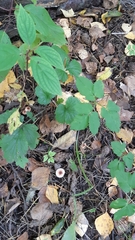 Chlorophyllum rhacodes