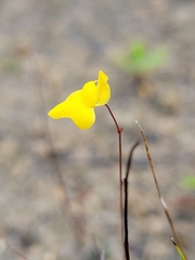 Utricularia subulata