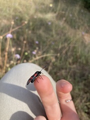 Zygaena filipendulae