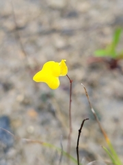 Utricularia subulata