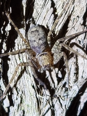Heteropoda jugulans