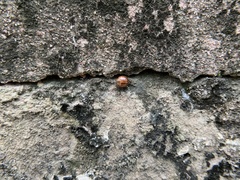 Bothrocalvia albolineata