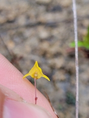 Utricularia subulata