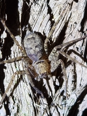 Heteropoda jugulans