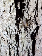 Heteropoda jugulans