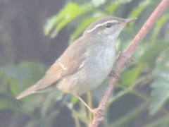 Phylloscopus borealis