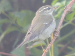 Phylloscopus borealis