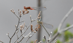 Xanthagrion erythroneurum
