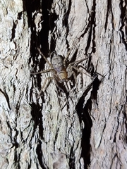 Heteropoda jugulans