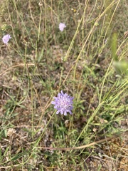 Sixalix atropurpurea