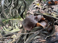 Auricularia polytricha