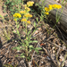 Pale Showy Goldenrod - Photo (c) apcorboy, some rights reserved (CC BY-NC), uploaded by Annabelle Corboy