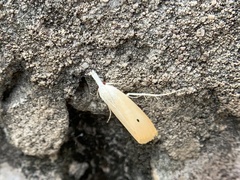 Scirpophaga