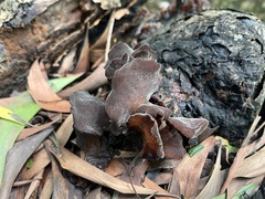 Auricularia polytricha